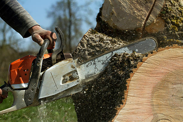 Best Tree Care Services  in Maan, ND